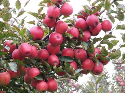 红富士苹果树苗供应商