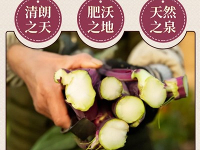 湖北名菜洪山菜苔新鲜臻品、洪山菜苔做法多样色香味美