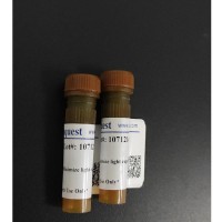 FITC-Annexin V细胞凋亡检测试剂盒